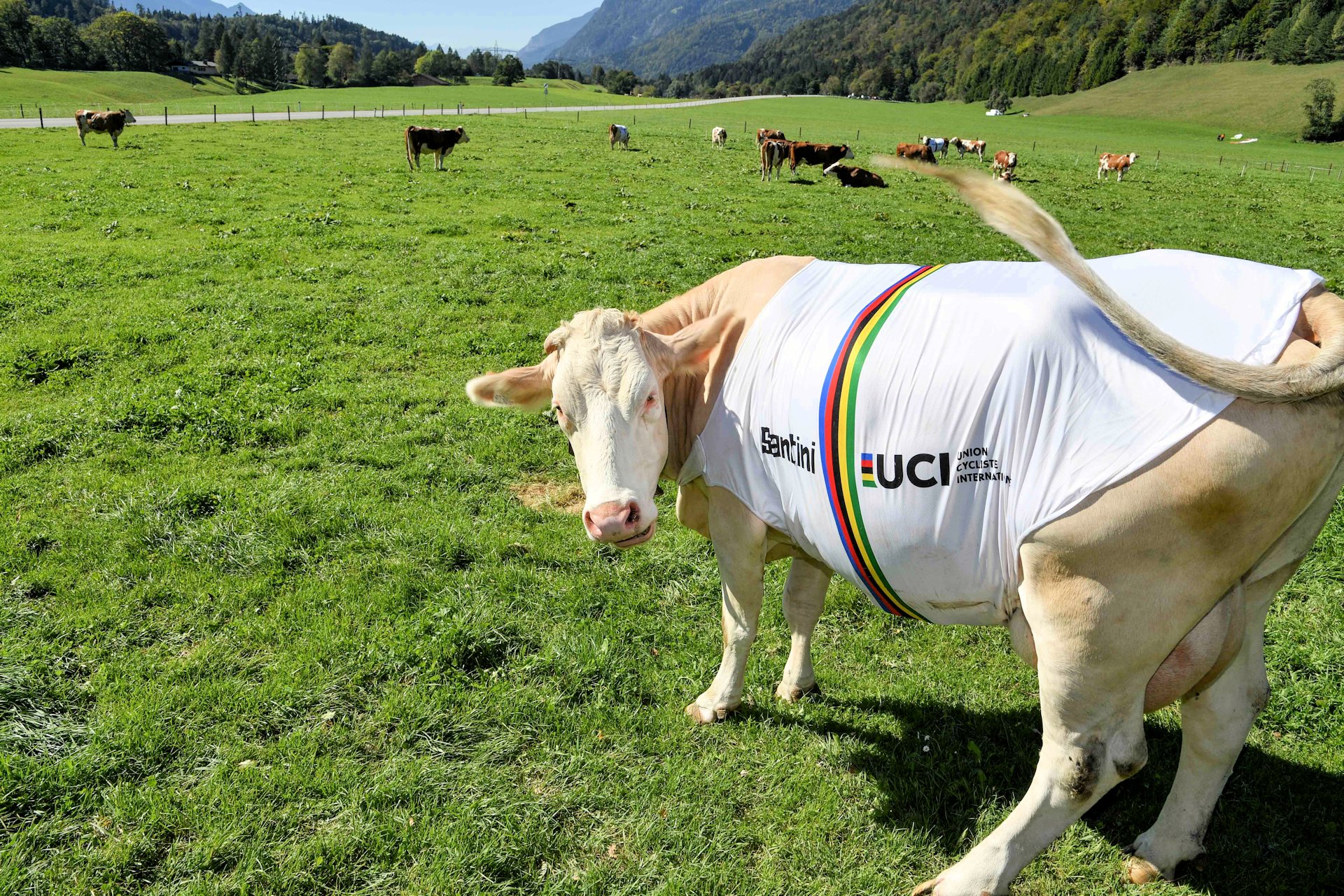 krowa w tęczowej koszulce