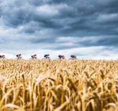 Peleton Tour de France na tle pól zboża i zachmurzonego nieba